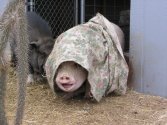 pig in blanket